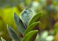 Planta rara folhas pretas brilhantes