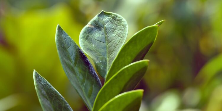 Planta rara folhas pretas brilhantes