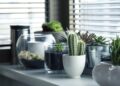 Plantas indicadas quarto ajudam decoração