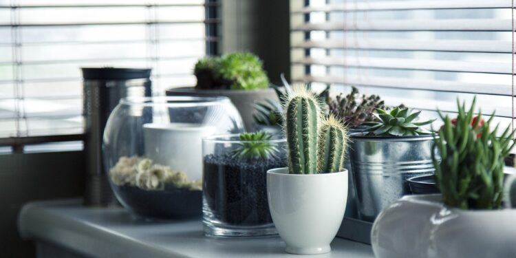 Plantas indicadas quarto ajudam decoração