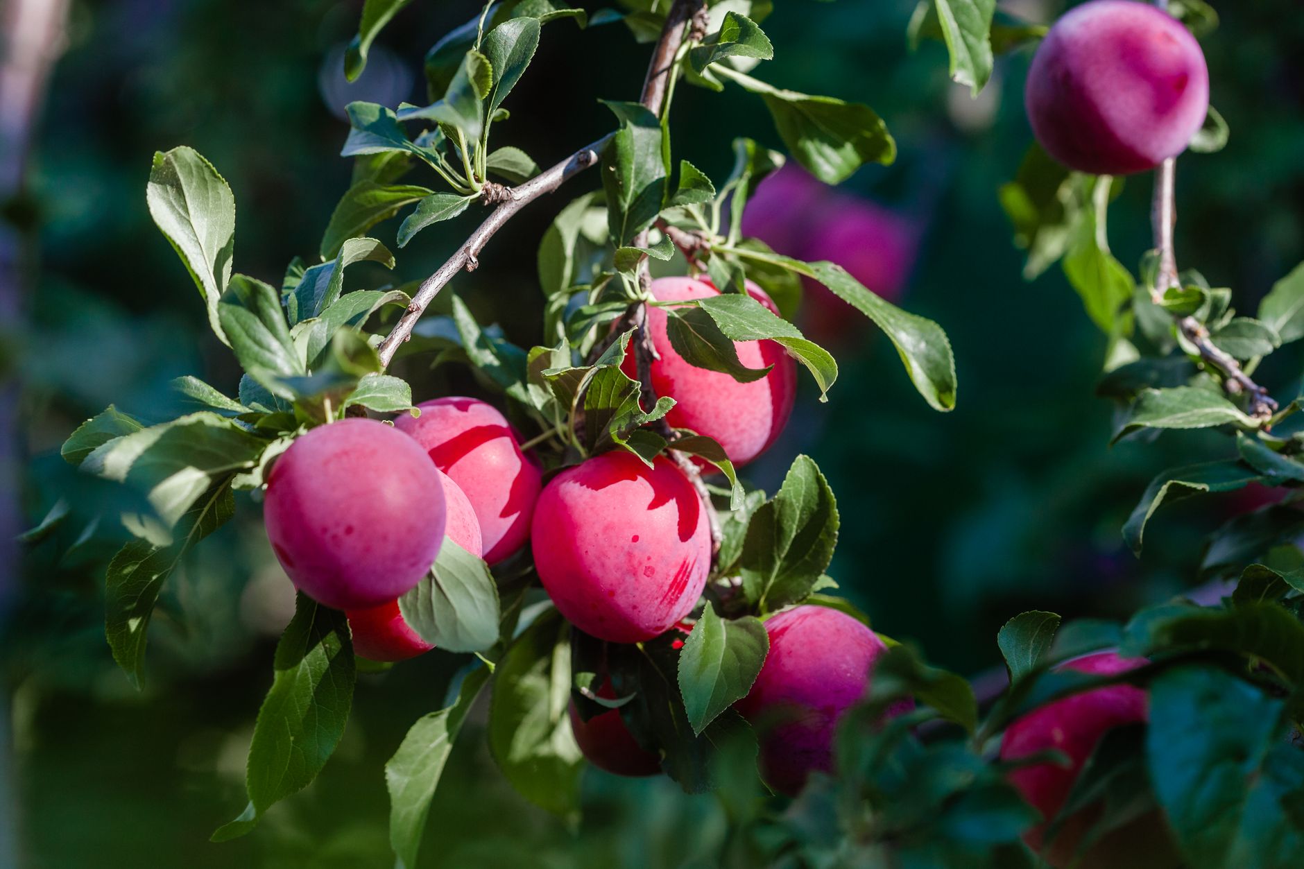 Ameixas vermelhas vibrantes penduradas em uma árvore sob a luz natural, exibindo frutas frescas na natureza.