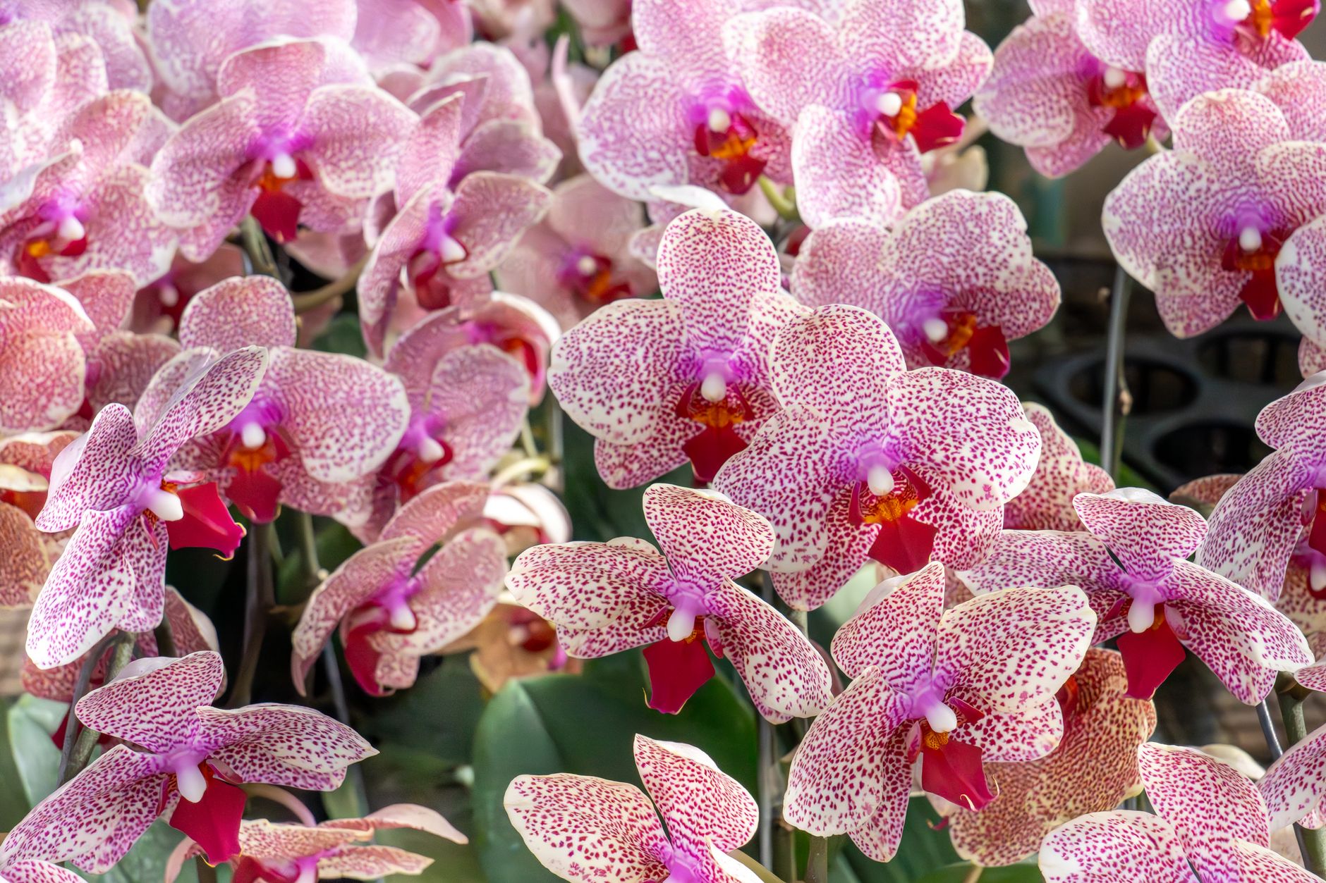 Linda exibição de orquídeas Phalaenopsis rosas em plena floração, destacando suas pétalas delicadas e coloridas.