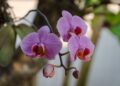 Quer ver orquídea florida especialistas