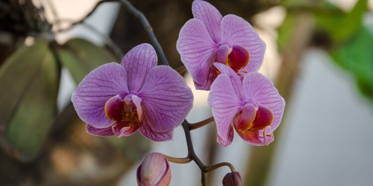Quer ver orquídea florida especialistas