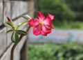 Rosa deserto floresce quintal recebe