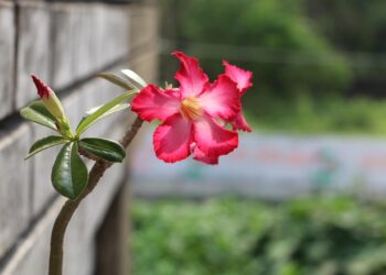 Rosa deserto floresce quintal recebe