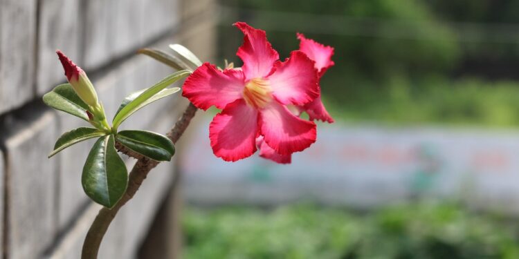 Rosa deserto floresce quintal recebe