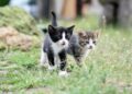 Gato chega perto cauda erguida