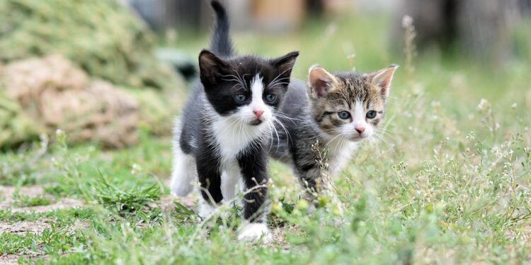 Gato chega perto cauda erguida