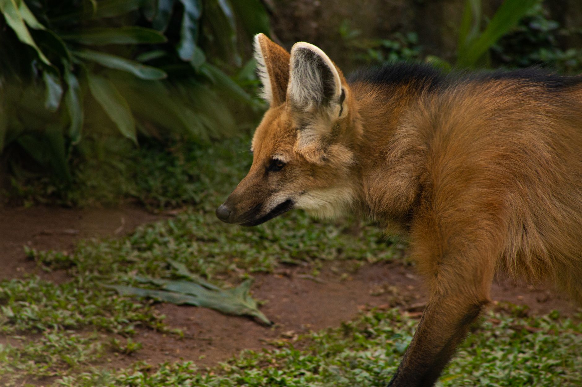 Vista lateral cativante de um lobo-guará vagando em um zoológico, destacando suas características distintas.