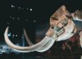 Tecnologia desenvolvida ressuscitar animais extintos