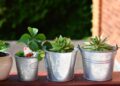Transformar varanda lugar plantas causar