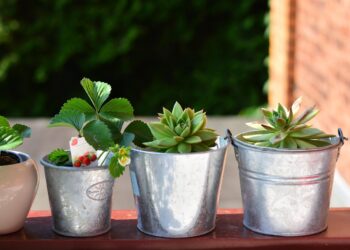 Transformar varanda lugar plantas causar