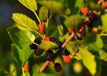 Folha de amora pode melhorar a imunidade em idosos; veja todos os benefícios