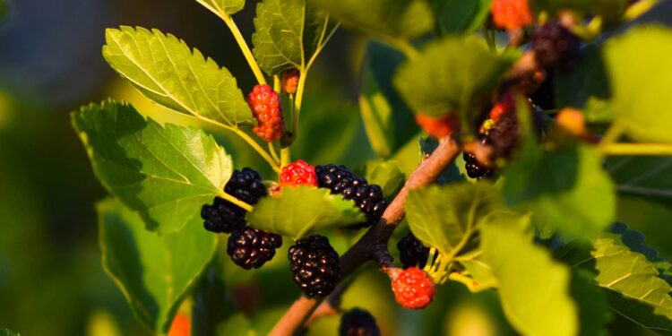 Folha de amora pode melhorar a imunidade em idosos; veja todos os benefícios