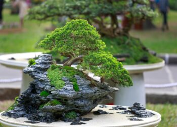 Bonsai em apartamento: como cuidar adequadamente?