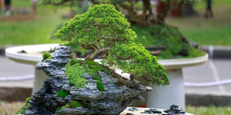 Bonsai em apartamento: como cuidar adequadamente?