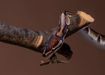 Pesadelo dos EUA: ilha inteira tomada por cobras e aranhas mortais