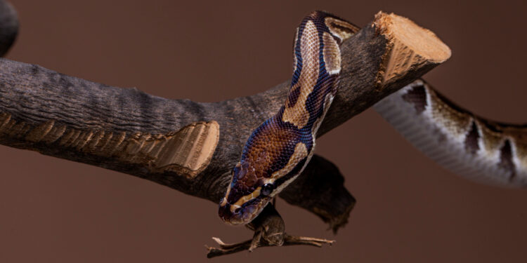 Pesadelo dos EUA: ilha inteira tomada por cobras e aranhas mortais