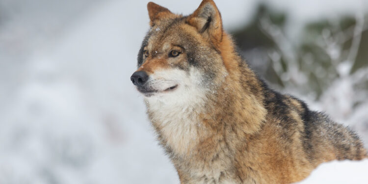 Cientistas tentam recriar animais extintos há milhares de anos