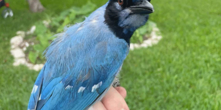 Animal inédito é registrado e cientistas estão sem acreditar