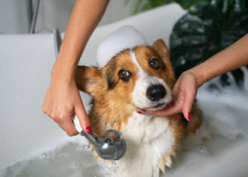 Com que frequência deve-se dar banho em um cachorro na primavera, segundo especialistas
