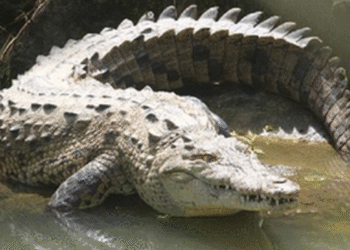 Crocodilo fêmea surpreendeu o mundo e engravidou sozinha