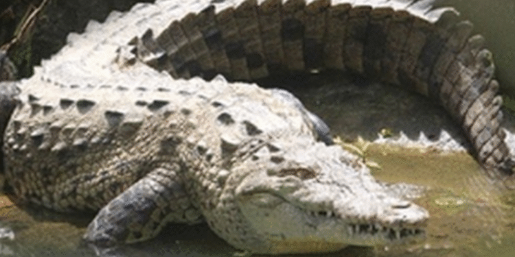 Crocodilo fêmea surpreendeu o mundo e engravidou sozinha