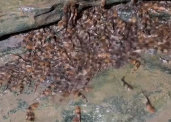 Descoberta surpreendente: cientistas registram peixe que desafia a gravidade na natureza