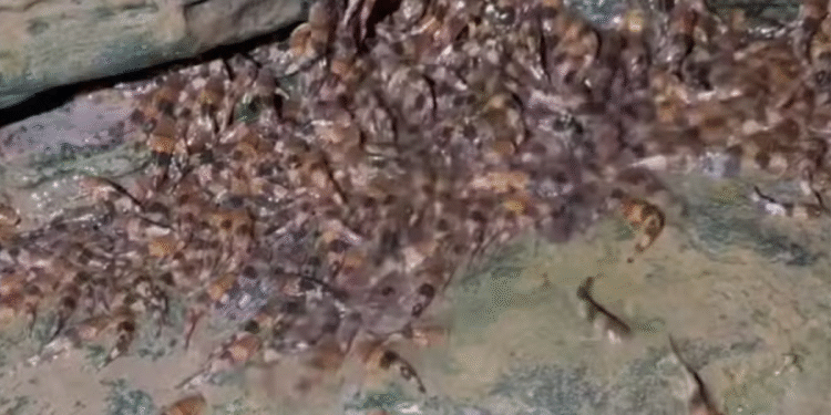 Descoberta surpreendente: cientistas registram peixe que desafia a gravidade na natureza