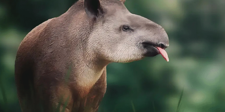 Destruição em massa acabou com o lar desse animal no Brasil e agora ele pode ser extinto