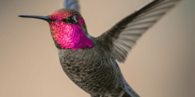 Fenômeno raro: cientistas encontram criatura que muda de cor diante dos olhos humanos