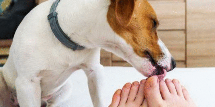 Lamber os pés não é só mania: o que seu cachorro tenta comunicar com esse comportamento