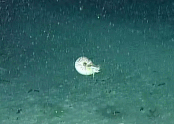 Mergulhadores ficam espantados ao serem visitados por um fóssil vivo nas profundezas do oceano: ‘Finalmente aconteceu’