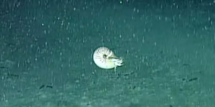 Mergulhadores ficam espantados ao serem visitados por um fóssil vivo nas profundezas do oceano: ‘Finalmente aconteceu’