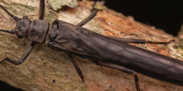 Nova espécie de animal descoberta no Brasil surpreende cientistas