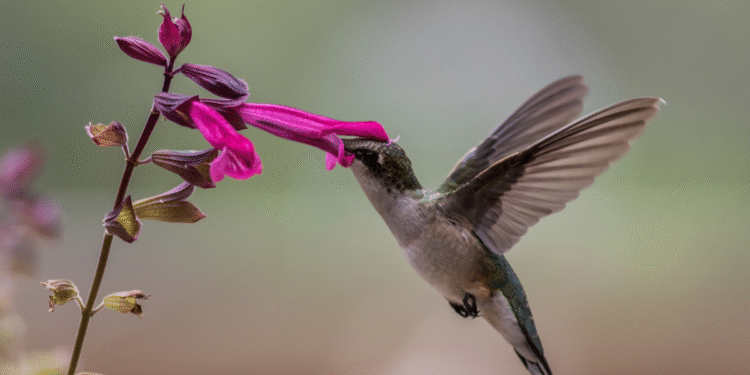 O que significa a visita de um beija-flor, segundo a espiritualidade