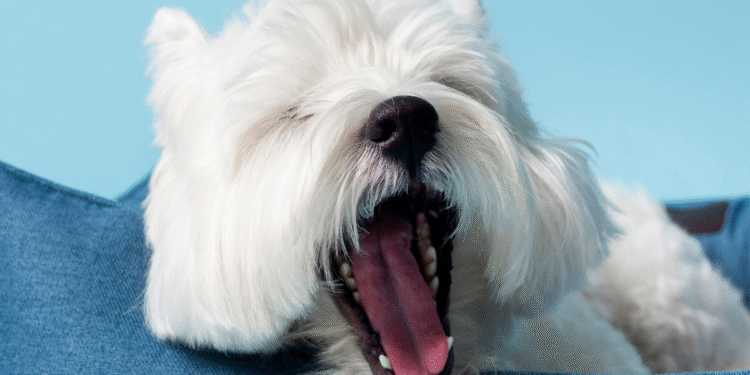 O que significa quando seu cachorro boceja ao olhar para você, segundo veterinários