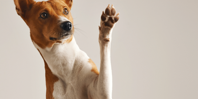 O que significa quando seu cachorro olha nos seus olhos por muito tempo, segundo especialistas