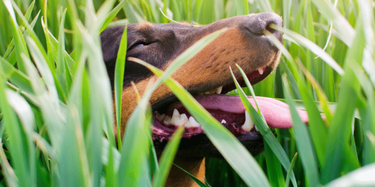 O que significa que seu cachorro coma grama, segundo um veterinário