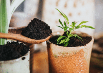 Para que serve colocar um filtro de café em um vaso de plantas, segundo uma especialista
