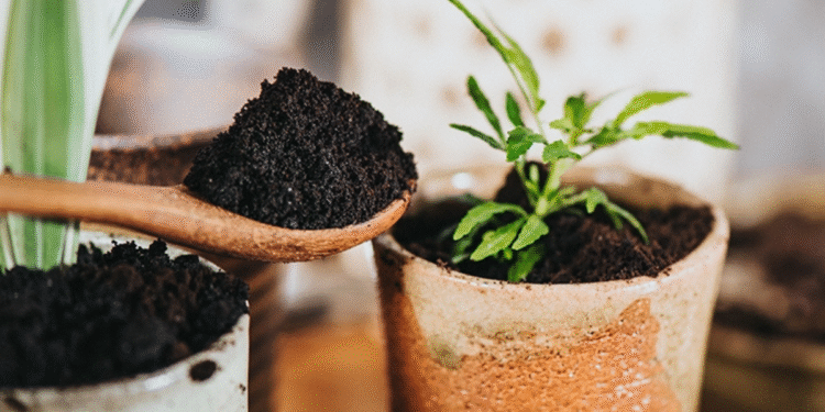 Para que serve colocar um filtro de café em um vaso de plantas, segundo uma especialista