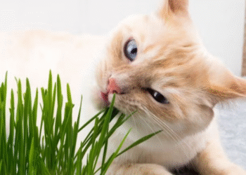 Por que os gatos comem plantas? Um estudo revelou a verdadeira razão desse hábito felino
