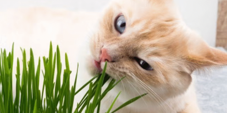 Por que os gatos comem plantas? Um estudo revelou a verdadeira razão desse hábito felino