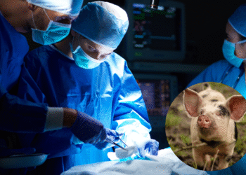 Transplante bizarro ou milagre? Rim de porco pode virar órgão para humanos nos EUA