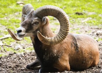 6 signos que ainda vão dar a volta por cima e vencer na vida