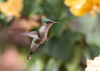 A flor mais bonita para plantar e atrair beija-flores em setembro