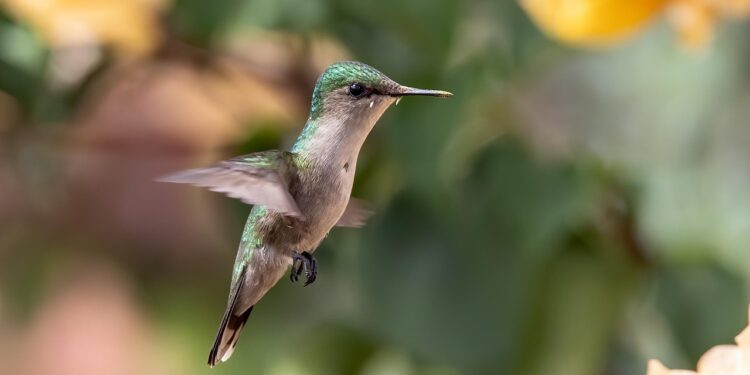 A flor mais bonita para plantar e atrair beija-flores em setembro