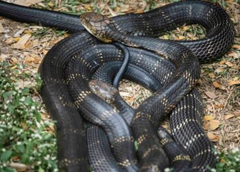 Lugar mais perigoso e fatal do mundo fica no Brasil