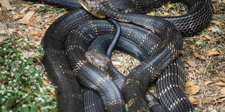 Lugar mais perigoso e fatal do mundo fica no Brasil